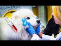 What They Say DOGS AT THE VET Zoo Crew