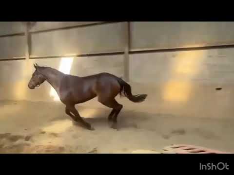 3 year old filly - Image 2