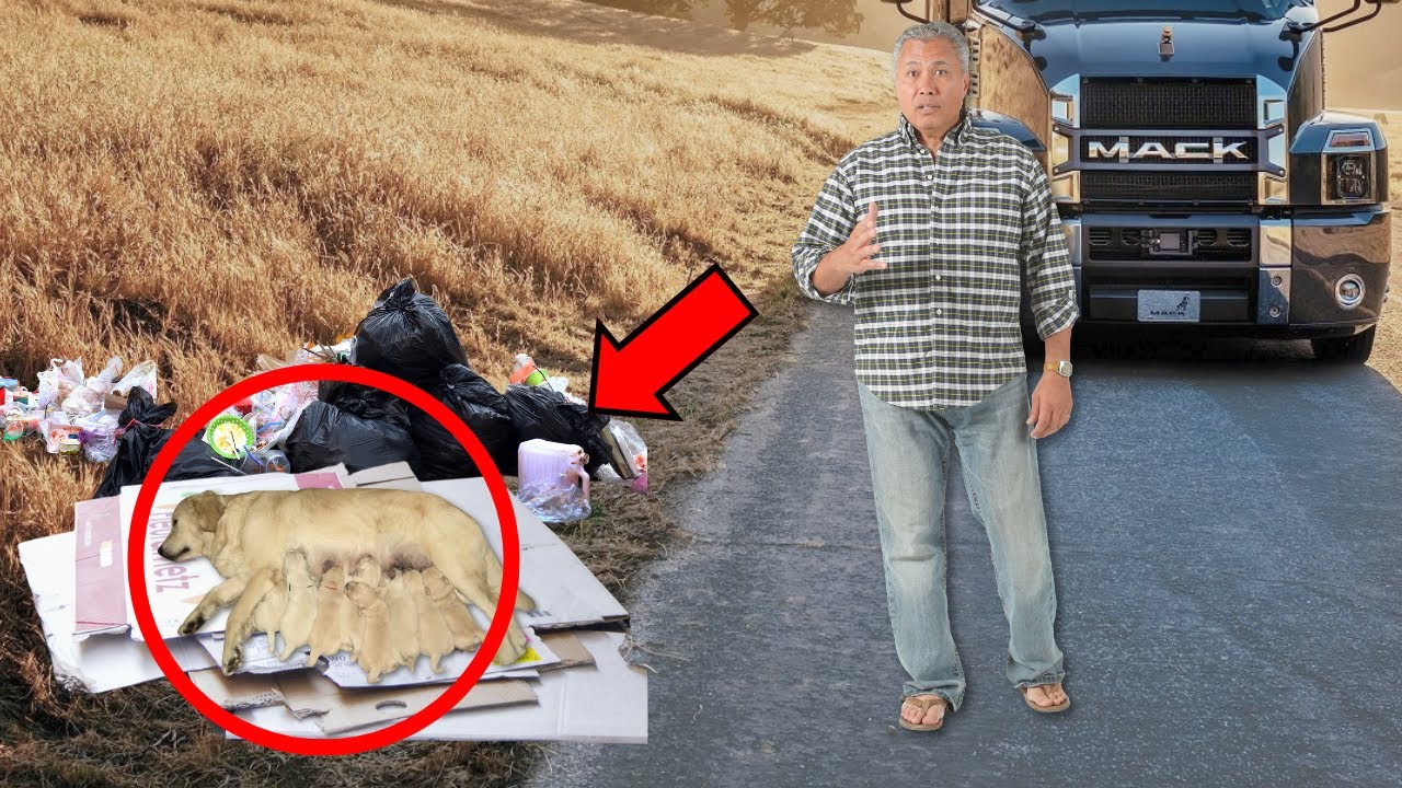😭CAMIONERO SALVA PERRO Y A SUS CACHORROS, ENTONCES ESTE PERRO LE HACE ALGO ATERRADOR A ESTE HOMBRE…