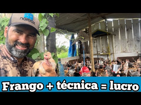 AUMENTE SUA RENDA CRIANDO FRANGOS DESSAS DUAS RAÇA | CAIPIRÃO x CAIPIRA QUAL ME DÁ MAIS LUCRO.
