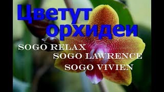 Фаленопсис sogo lawrence размеры