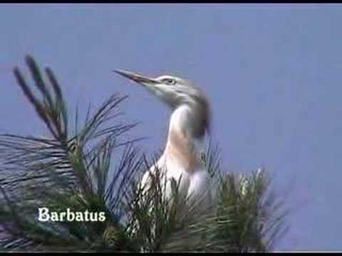 Garcilla bueyera - Bubulcus ibis