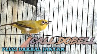 Download lagu Call Dobel pleci dakun bali memancing pleci buka paruh mp3 Download lagu Call Dobel pleci dakun bali memancing pleci buka paruh mp3