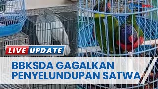 Diduga Jual Satwa Dilindungi Lewat Media Sosial, 2 Pria Diringkus Polisi dan BKSDA Papua Barat