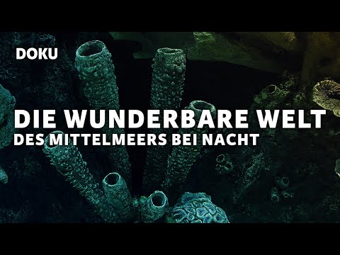 Die Wunderbare Welt des Mittelmeers Bei Nacht (Dokumentation deutsch, Unterwasser, Fische)