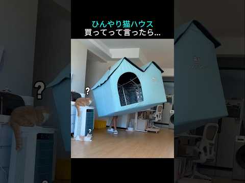 If you ask me to buy a cool cat house...