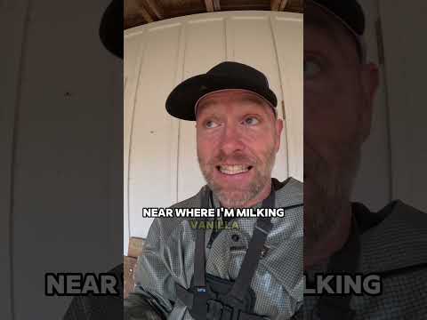 First-Calf Heifer Milking Training: A Gentle Approach