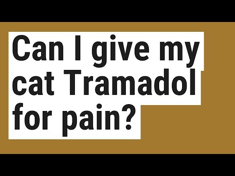 Can I give my cat Tramadol for pain?