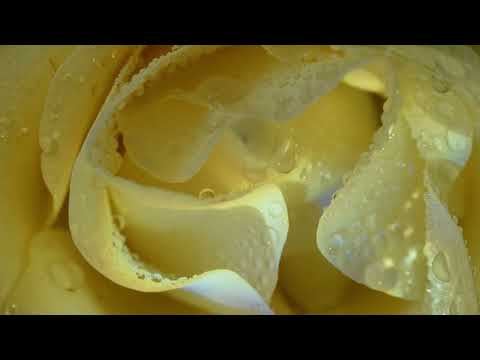 AVEVAMO UN SOGNO Ultima versione