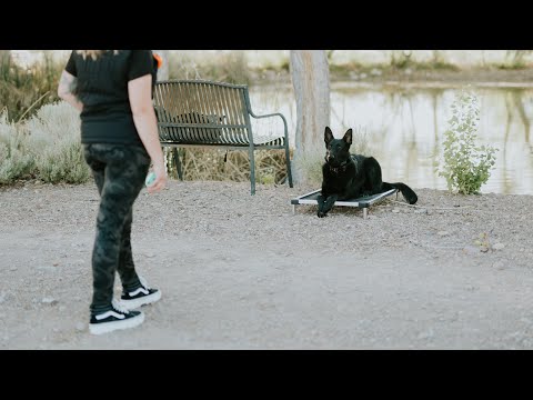 Tug session with Ashira