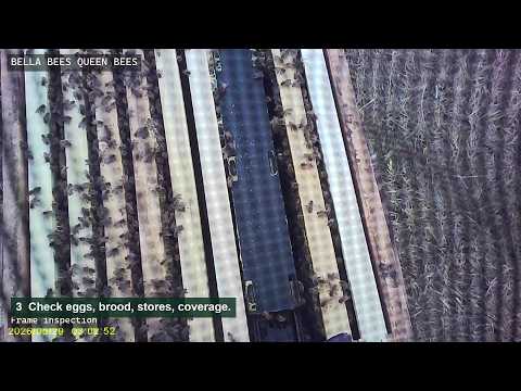 Bella Bees previous hive inspection feature YouTube thumbnail