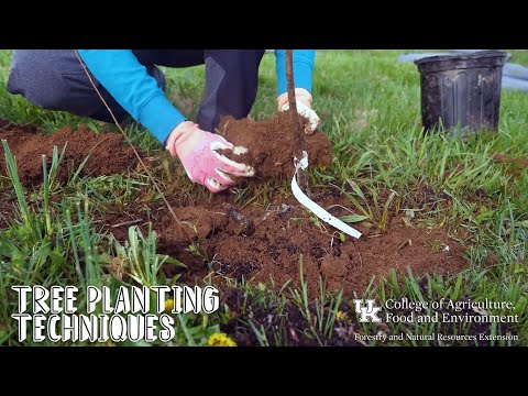 वीडियो थंबनेल