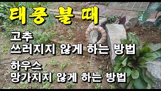 태풍 불 때 고추 쓰러지지 않게 하는 방법/하우스 망가지지 않게 하는 방법