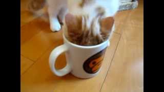 Exotic Shorthair Kitty Cat Drinking Water from Cup - CornBoy