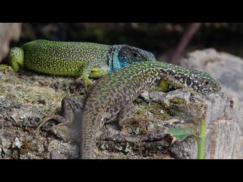 Heimat Natur - Trailer [HD] Deutsch / German