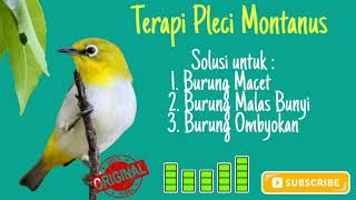Download lagu Pleci Montanus (Terapi burung macet, malas bunyi & burung ombyokan) mp3