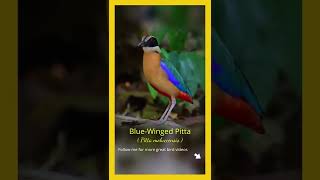 Download lagu #shorts | Birds | Blue-winged Pitta (Pitta moluccensis) mp3 Download lagu #shorts | Birds | Blue-winged Pitta (Pitta moluccensis) mp3