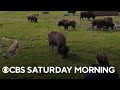 Program reintroduces previously-believed extinct wood bison into the U.S.