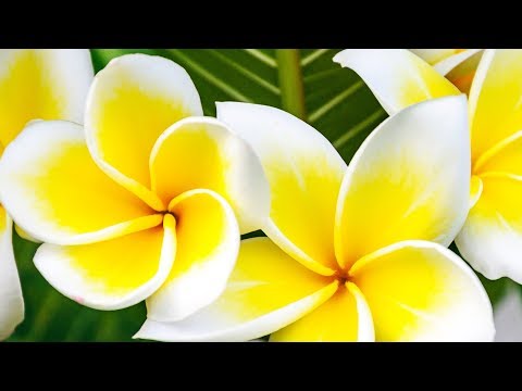 Peaceful Music, Relaxing Music, Flute Music "The Philippines" by Tim Janis