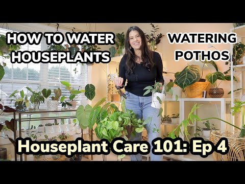 Houseplant Care 101: How To Water A Houseplant & Pothos Plant Watering | Pothos Care Episode 4