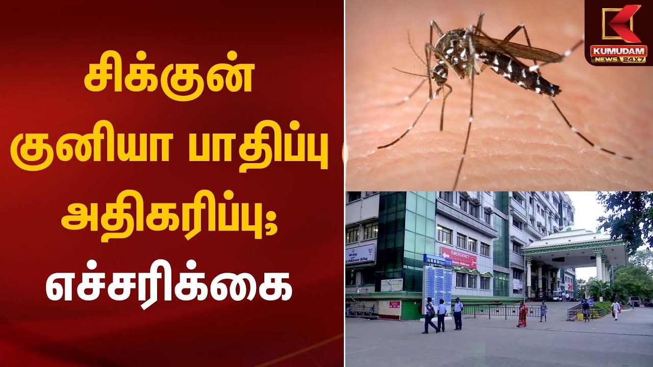 சிக்குன் குனியா பாதிப்பு அதிகரிப்பு; எச்சரிக்கை | Chikungunya | Kumudam News