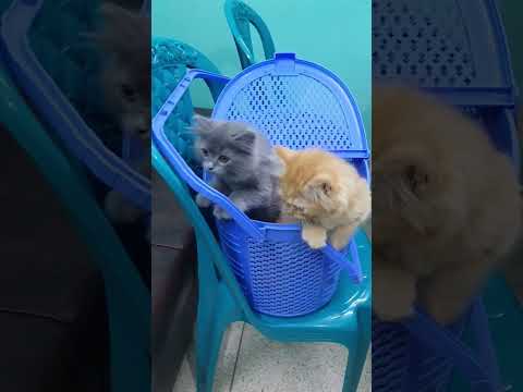 Fluffy or Leor prothom-dos catflow vaccine complete ✌️❣️ #alhamdulillahforeverything