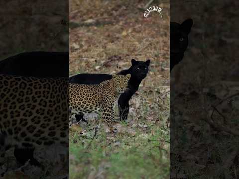 The Piercing Gaze of the Wild 🐆💙 #wildlife #naturelovers #shorts #viral
