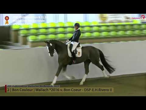 KN 2 BON COULEUR Präsentation, 4-j. Wallach v. Bon Coeur-Rivero *Marbacher Wochenende 2020*