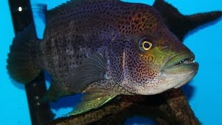 Very Aggressive Fish - The Growing Pains of keeping a Wolf Cichlid "Parachromis dovii"