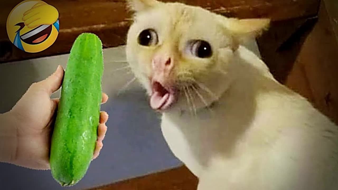 😹 Best Cats and Dogs Videos 🐱 Best Funny Video Compilation 😅