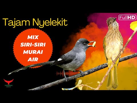 TAJAM NYELEKIT‼️ FULL HD MASTERAN SIRI-SIRI dan MURAI AIR❗️
