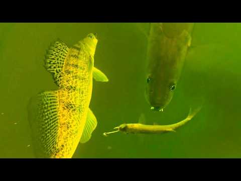 Große Zanderangriffe Unterwasser (Immersive 4K UHD Videos)