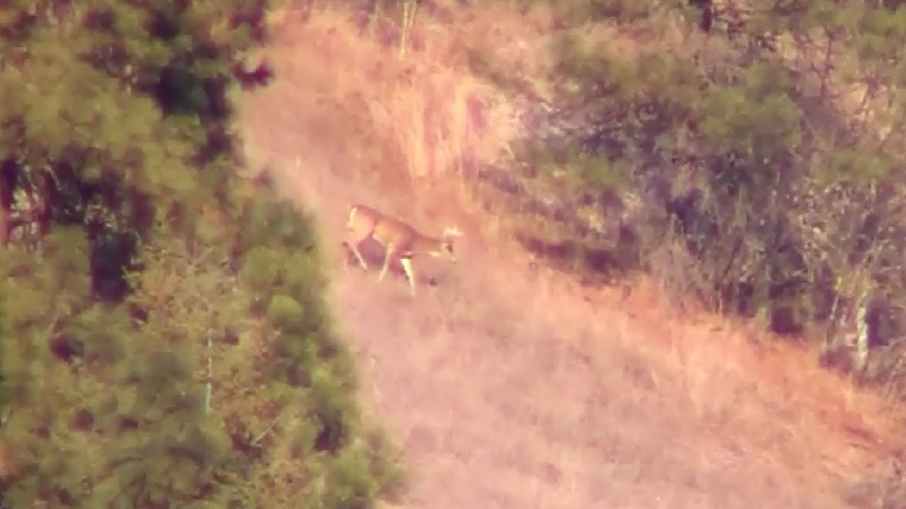 940 Yard Shot - Long Range Whitetail Buck Hunt - 270 WSM