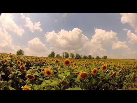 handprints of medgidia teaser