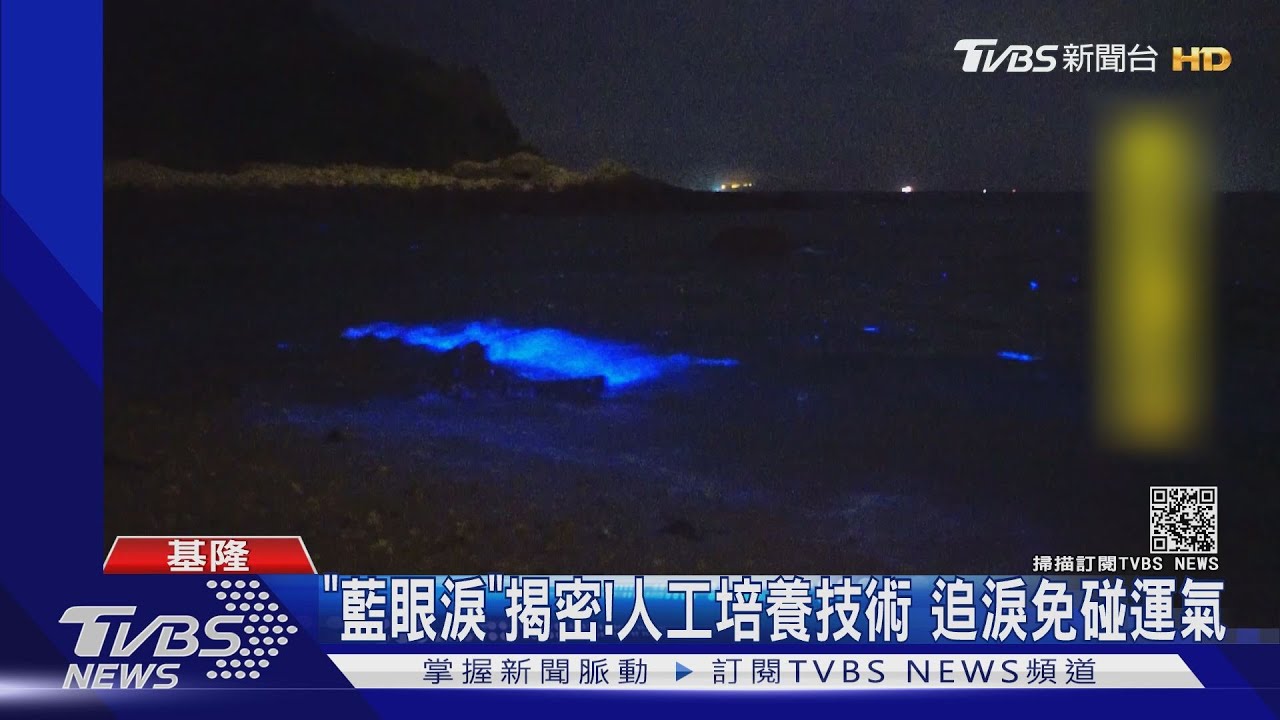 「藍眼淚」揭密！人工培養技術　追淚免碰運氣