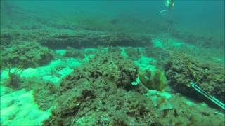 preview picture of video 'Scuba Diving on Busselton Jetty'