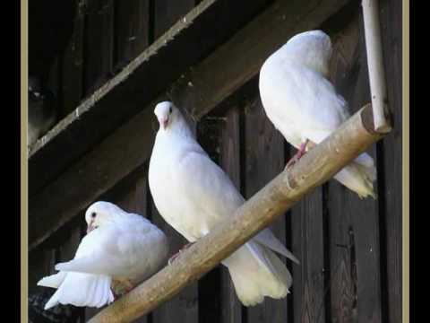 EAV-3 weisse Tauben