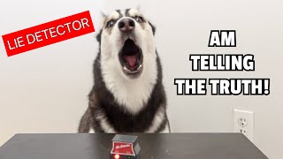 Talking Husky Takes LIE DETECTOR TEST!