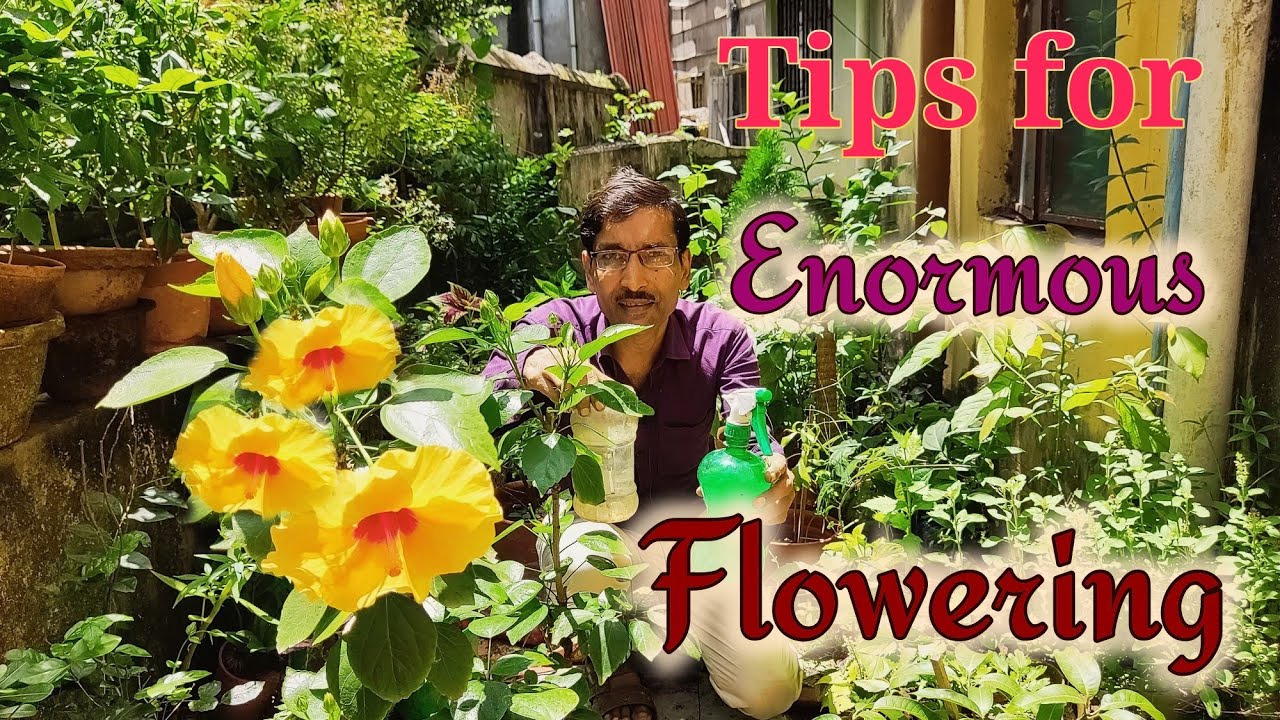 How to get Enormous Amount of Flowers in Hibiscus | Hibiscus flower tips|monsoon - YouTube