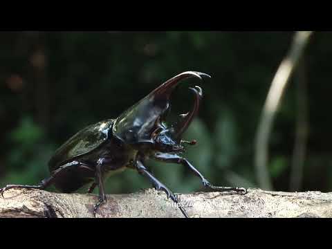 ヒメカブトの闘い