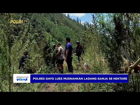 POLRES GAYO LUES MUSNAHKAN 58 HEKTARE LADANG GANJA