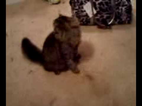 The cat that HATES hairbows.