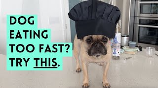 Dog Eating Too Fast? Simple Fix to Stop Choking & Inhaling Food