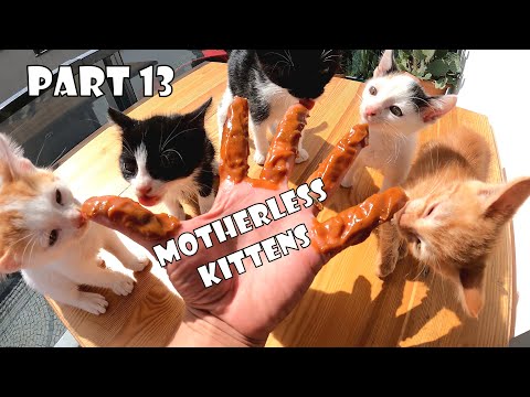 The kittens' mother is missing. I must be their mother. Part 13: Healthy Growing Tiny Kittens.