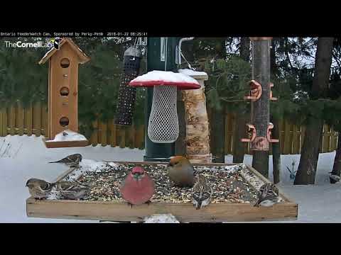 Common Redpolls Flock To Ontario Feeder – Jan 22, 2017