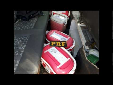 PRF apreende sangue humano sendo transportado de forma irregular na Régis