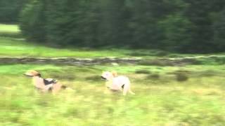 LCR Hound Trail 2012 finish