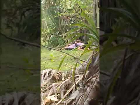 Dua sejoli Main di semak semak/Viralpart 1#shortsvideo