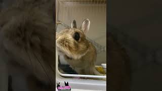 キョロキョロ🐇