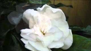 Marty Robbins - The Girl With Gardenias in Her Hair (HQ)